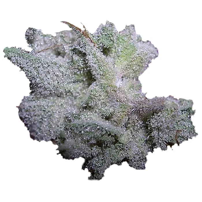Braindamage Autoflower