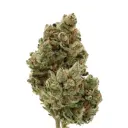 Frosty Gelato Autoflower