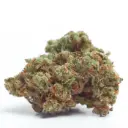 Gorilla Cookies Autoflower