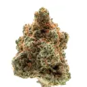 Monkey Glue autoflower