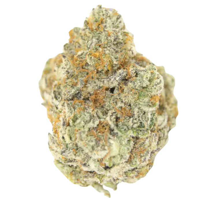 Permanent Whitemarker Autoflower