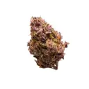 Red Jack Autoflower