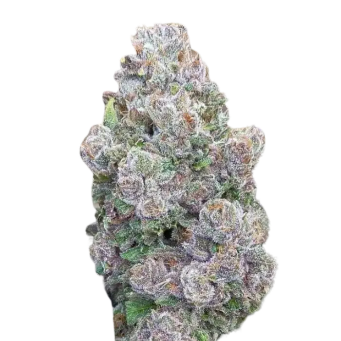 Mimosa Gusher Limited Edition