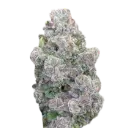Mimosa Gusher Limited Edition