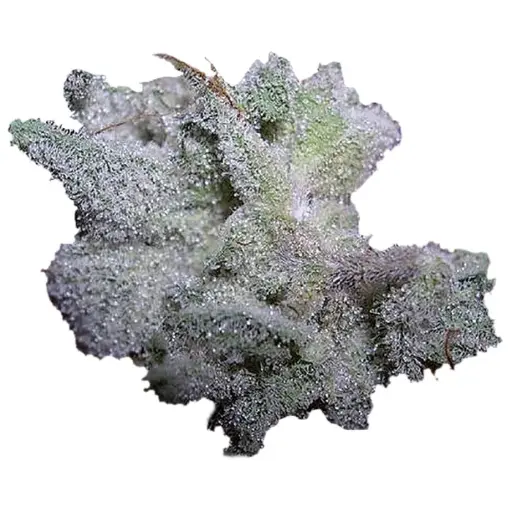 Brain Damage Autoflower