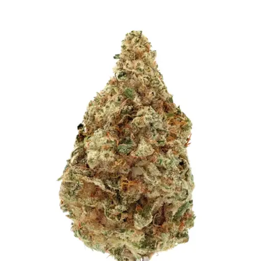 Charlotte's Dream CBD Autoflower