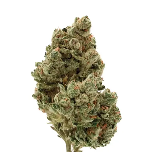 Frosty Gelato Autoflower