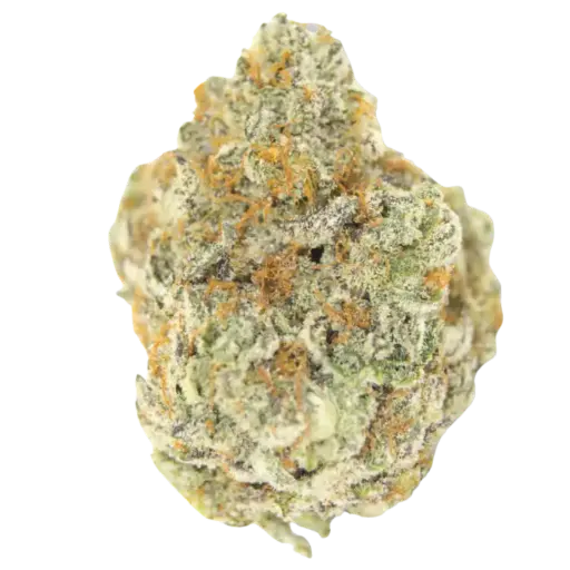 Permanent Whitemarker Autoflower