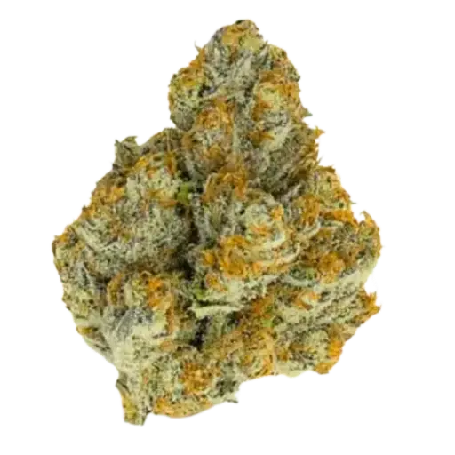 Blue Zushi Limited Edition