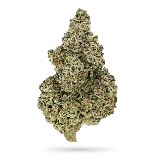 Crazy Roses Fast Version