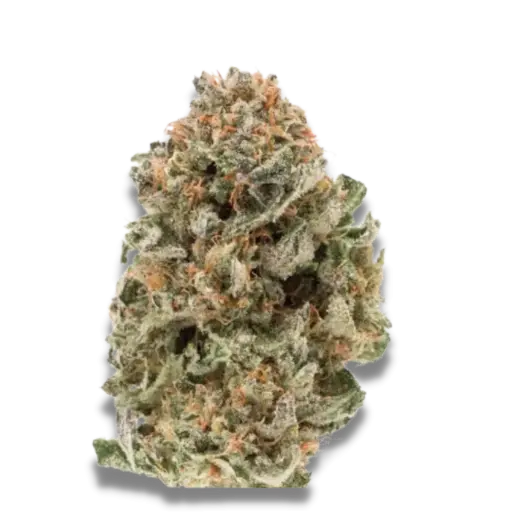 Mighty Amstel Freezeland MAF Fast Version