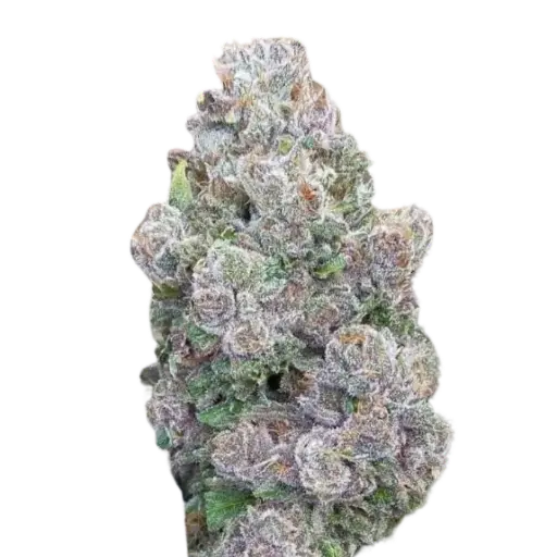 Mimosa Gusher Limited Edition