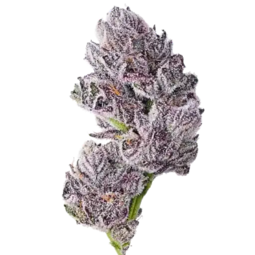 Triploid F1 Iced sangria