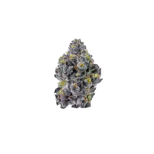 Triploid f1 Sticky wasabi