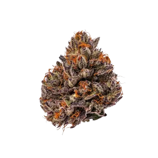Triploid F1 Tropicana cherry